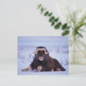 muskox, Ovibos moschatus, jonge stier Briefkaart (Staand voorkant)