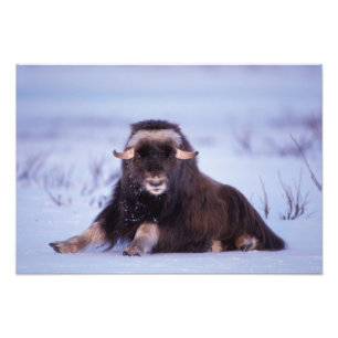 muskox, Ovibos moschatus, jonge stier Foto Afdruk