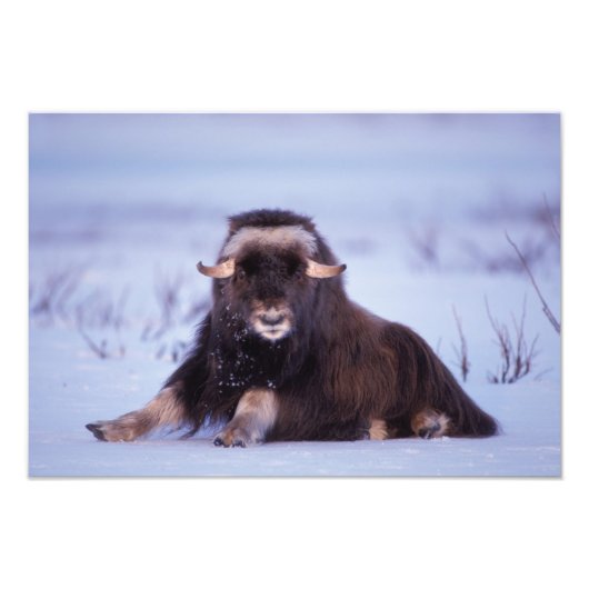 muskox, Ovibos moschatus, jonge stier Foto Afdruk (Voorkant)