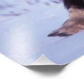 muskox, Ovibos moschatus, jonge stier Foto Afdruk (Hoek)