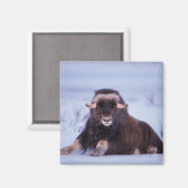 muskox, Ovibos moschatus, jonge stier Magneet (Voorkant / Achterkant)