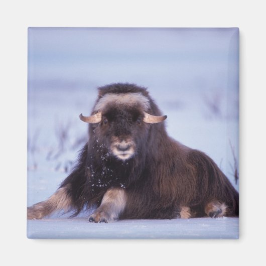 muskox, Ovibos moschatus, jonge stier Magneet (Voorkant)