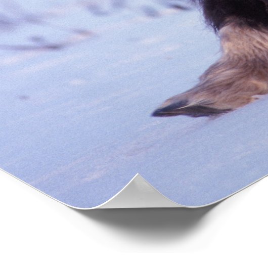 muskox, Ovibos moschatus, jonge stier op de Poster (Hoek)