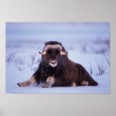 muskox, Ovibos moschatus, jonge stier op de Poster (Voorkant)