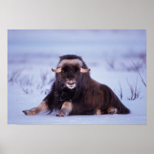 muskox, Ovibos moschatus, jonge stier op de Poster