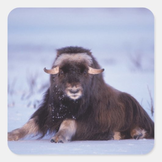 muskox, Ovibos moschatus, jonge stier Vierkante Sticker (Voorkant)