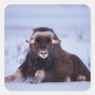 muskox, Ovibos moschatus, jonge stier Vierkante Sticker