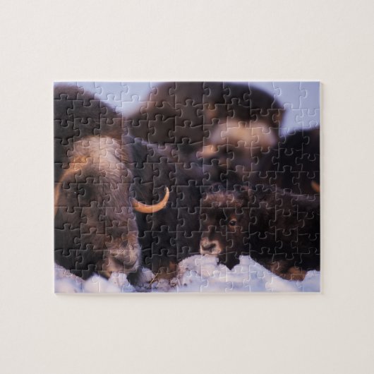 muskox, Ovibos moschatus, koe met pasgeborene; Legpuzzel (Horizontaal)