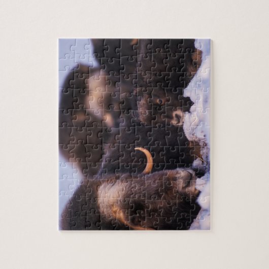 muskox, Ovibos moschatus, koe met pasgeborene; Legpuzzel (Verticaal)