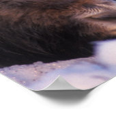 muskox, Ovibos moschatus, koe met pasgeborene; Poster (Hoek)