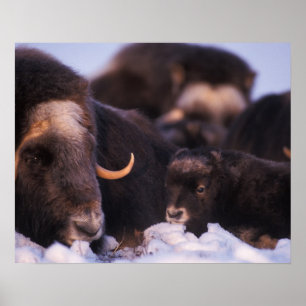 muskox, Ovibos moschatus, koe met pasgeborene; Poster