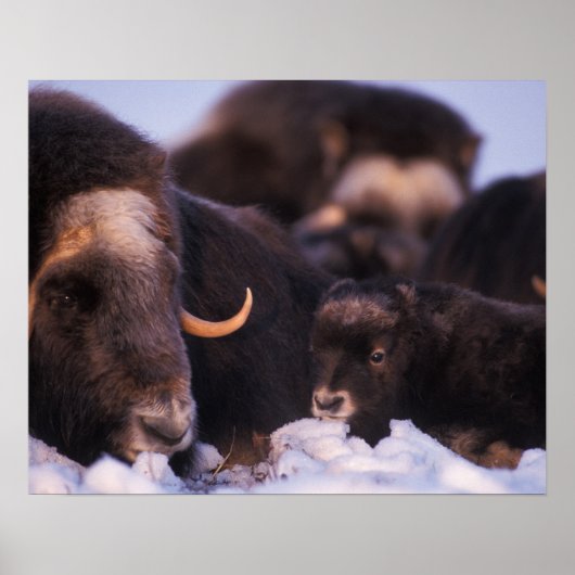 muskox, Ovibos moschatus, koe met pasgeborene; Poster (Voorkant)