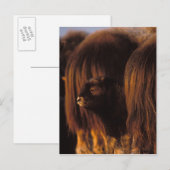 muskox, Ovibos moschatus, pasgeboren kalf Briefkaart (Voorkant / Achterkant)