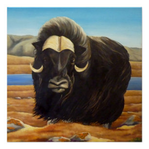 Muskox Painting Canadian Wildlife Poster Print