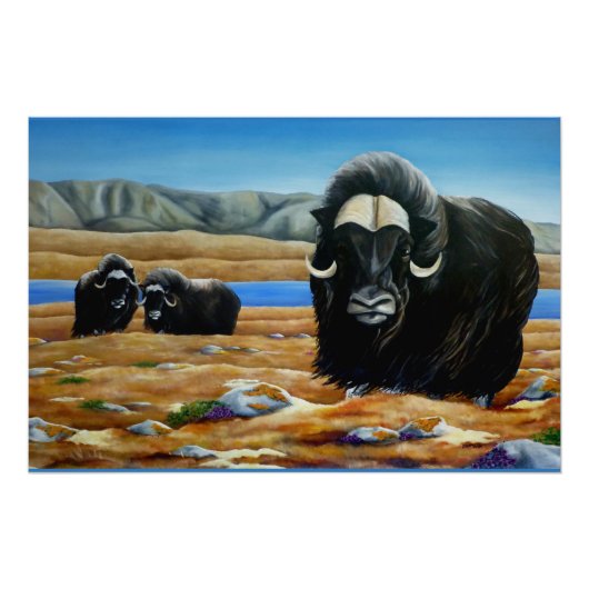 Muskox Painting Canadian Wildlife Poster Print (Voorkant)
