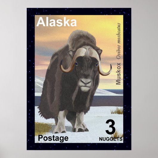Muskox Poster (Voorkant)