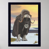 Muskox Poster (Voorkant)