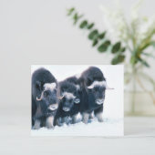 Muskoxen Briefkaart (Staand voorkant)