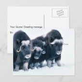 Muskoxen Briefkaart (Voorkant / Achterkant)