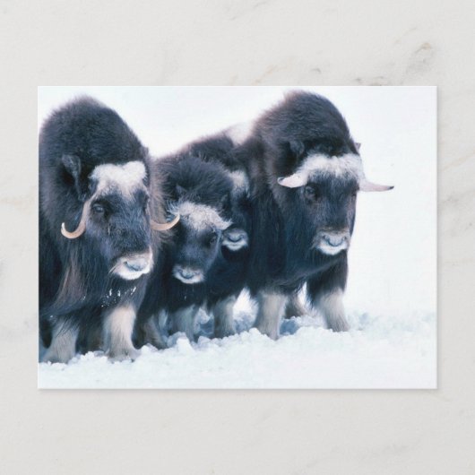 Muskoxen Briefkaart (Voorkant)