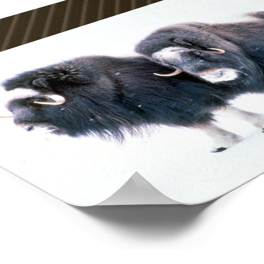 Muskoxen Poster (Hoek)