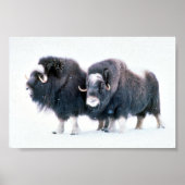 Muskoxen Poster (Voorkant)