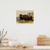 Muskoxen Poster (Keuken)