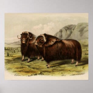  Muskoxen Poster