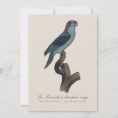 Muskparkiet Bedankkaart (Voorkant)