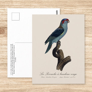 Muskparkiet, Trichoglossus concinnus Briefkaart