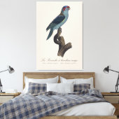 Muskparkiet, Trichoglossus concinnus Canvas Afdruk (Insitu (Slaapkamer))
