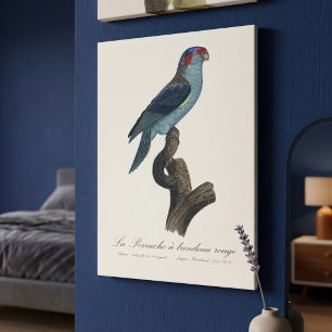Muskparkiet, Trichoglossus concinnus Canvas Afdruk