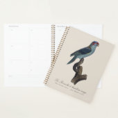 Muskparkiet, Trichoglossus concinnus Planner (Display)