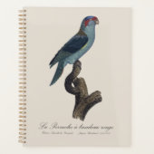 Muskparkiet, Trichoglossus concinnus Planner (Voorkant)