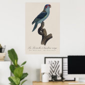 Muskparkiet, Trichoglossus concinnus Poster (Thuiskantoor)