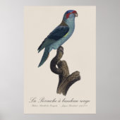 Muskparkiet, Trichoglossus concinnus Poster (Voorkant)