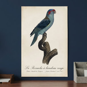 Muskparkiet, Trichoglossus concinnus Poster