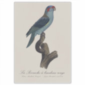 Muskparkiet, Trichoglossus concinnus Sticker (Voorkant)