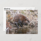 Muskrat Briefkaart (Voorkant / Achterkant)