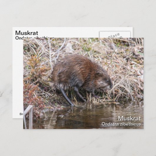 Muskrat Briefkaart (Voorkant / Achterkant)