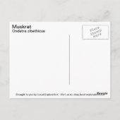 Muskrat Briefkaart (Achterkant)