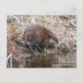 Muskrat Briefkaart (Voorkant)
