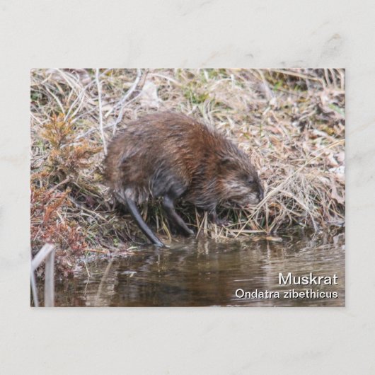 Muskrat Briefkaart (Voorkant)