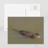 Muskrat briefkaart (Voorkant / Achterkant)