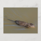 Muskrat briefkaart (Voorkant)