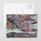 Muskrat Briefkaart (Voorkant / Achterkant)