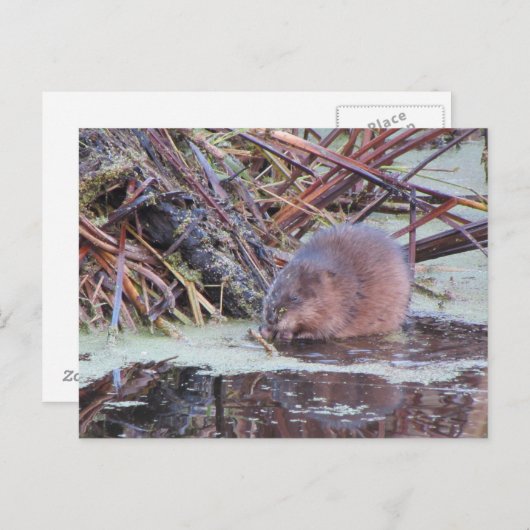 Muskrat Briefkaart (Voorkant / Achterkant)