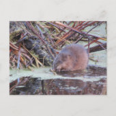 Muskrat Briefkaart (Voorkant)