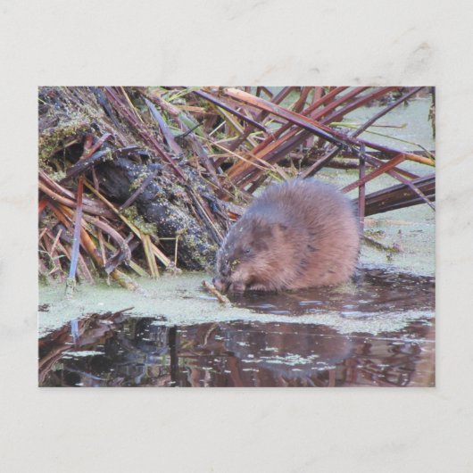 Muskrat Briefkaart (Voorkant)