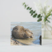 Muskrat Briefkaart. Briefkaart (Staand voorkant)